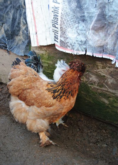 Park Brahma Kuluçkalık Yumurta