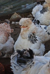 PARK BRAHMA KULUÇKALIK YUMURTA