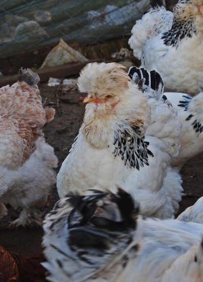 Park Brahma Kuluçkalık Yumurta