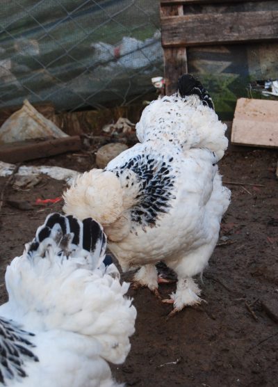 Park Brahma Kuluçkalık Yumurta