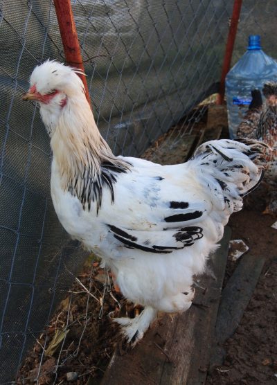 Park Brahma Kuluçkalık Yumurta