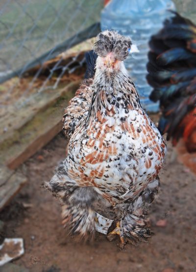 Park Brahma Kuluçkalık Yumurta