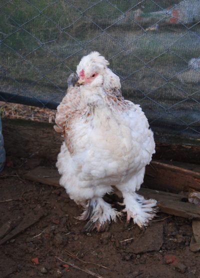 Park Brahma Kuluçkalık Yumurta