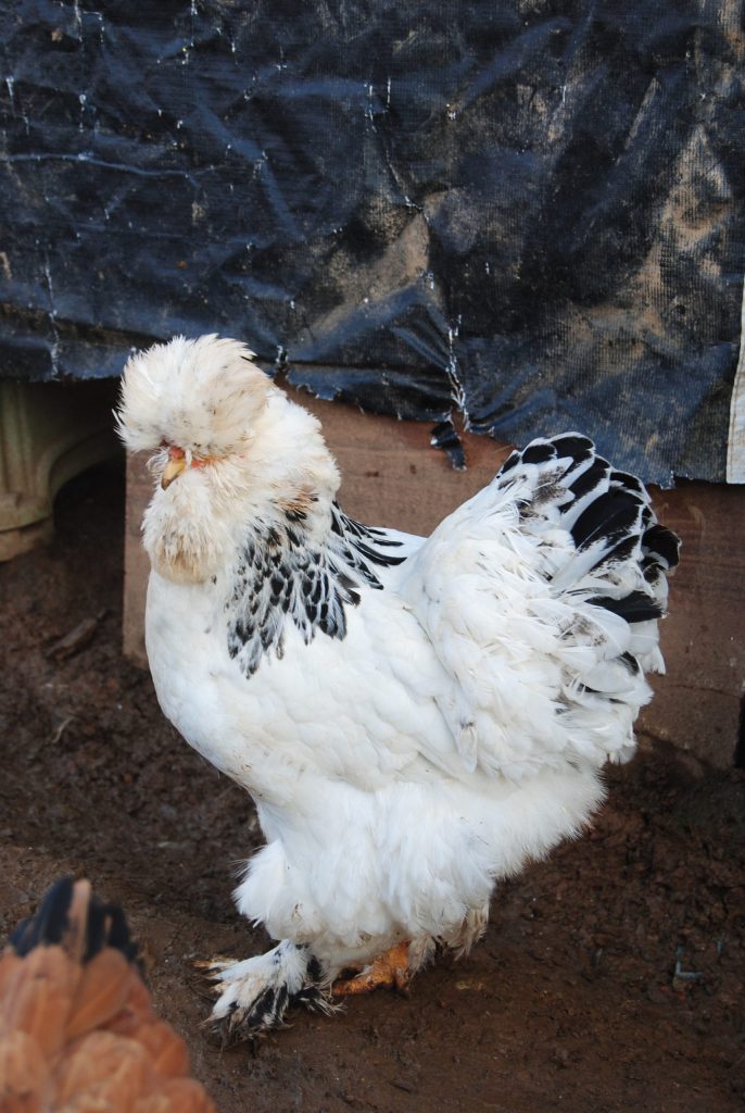 Park Brahma Tavuk Özellikleri İstanbul Süs TAVUKLARI Park Brahma Kuluçkalık Yumurta