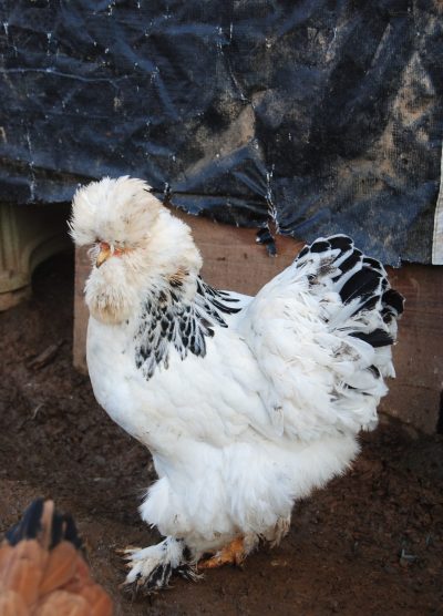 Park Brahma Kuluçkalık Yumurta