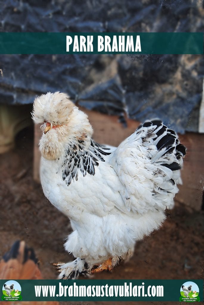 Park Brahma Tavuk Özellikleri İstanbul Süs TAVUKLARI Park Brahma Kuluçkalık Yumurta