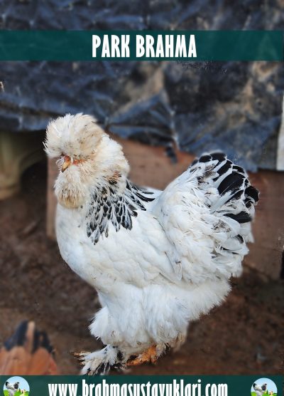 Park Brahma Kuluçkalık Yumurta