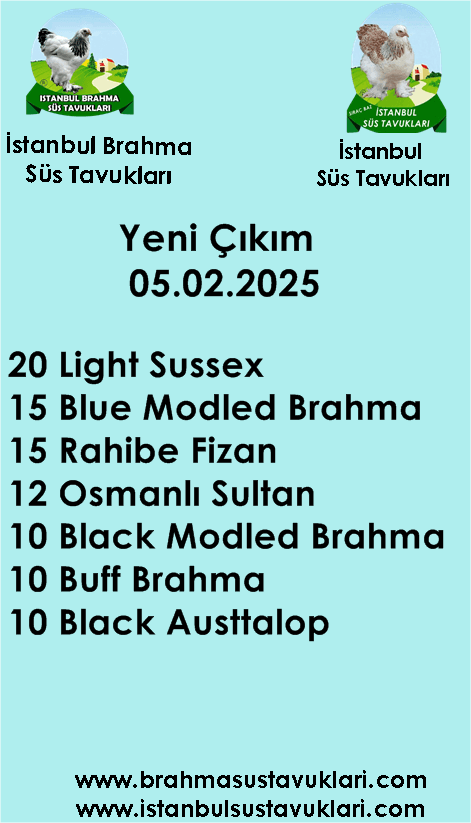 İstanbul Süs Tavukları Kuluçkalık Yumurta & Civciv