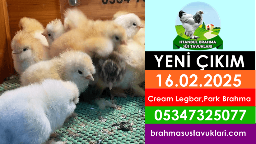 İstanbul Süs Tavukları Kuluçkalık Yumurta & Civciv