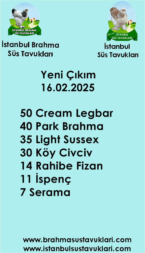 İstanbul Süs Tavukları Kuluçkalık Yumurta & Civciv