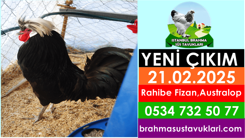 İstanbul Süs Tavukları Kuluçkalık Yumurta & Civciv