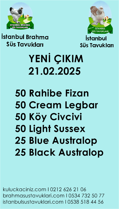 İstanbul Süs Tavukları Kuluçkalık Yumurta & Civciv