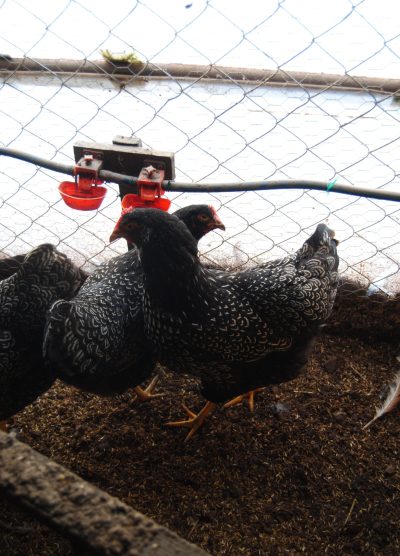 Barnevelder Kuluçkalık Yumurta