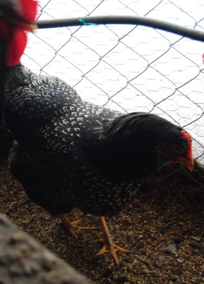 Barnevelder Kuluçkalık Yumurta