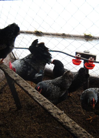 Barnevelder Kuluçkalık Yumurta