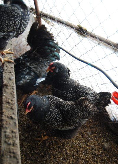 Barnevelder Kuluçkalık Yumurta