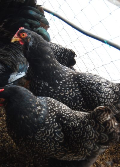 Barnevelder Kuluçkalık Yumurta