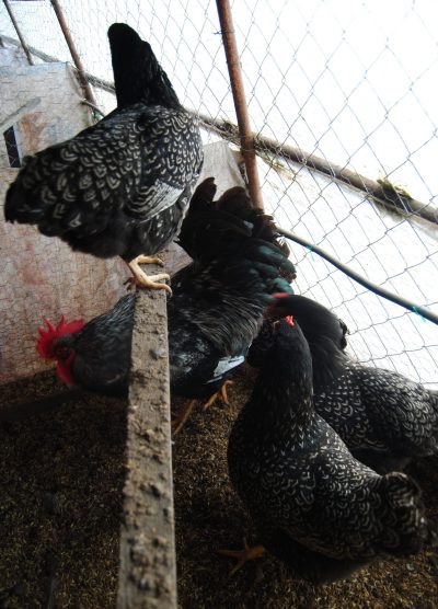 Barnevelder Kuluçkalık Yumurta