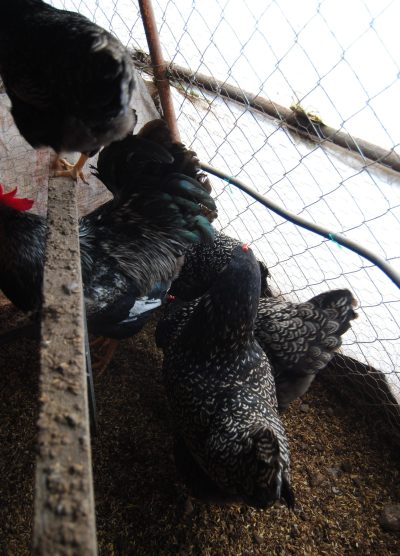 Barnevelder Kuluçkalık Yumurta