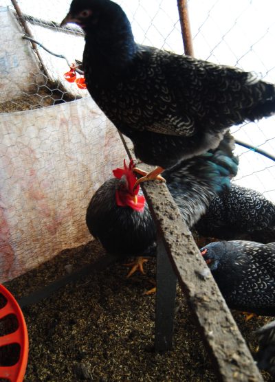 Barnevelder Kuluçkalık Yumurta