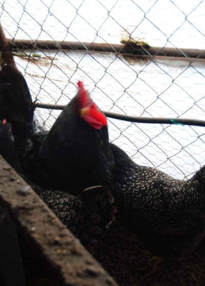 Barnevelder Kuluçkalık Yumurta