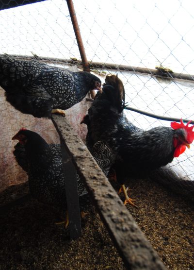 Barnevelder Kuluçkalık Yumurta