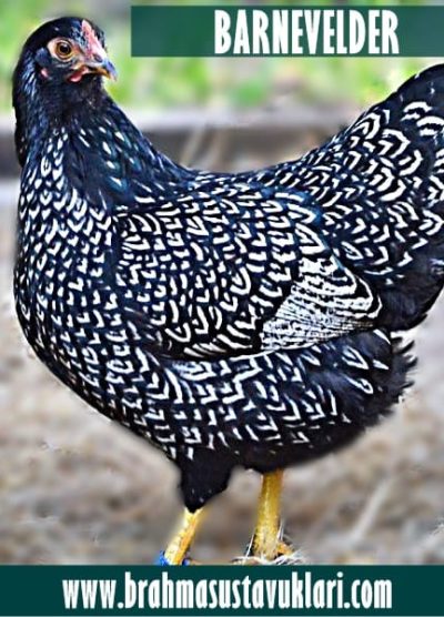 Barnevelder Kuluçkalık Yumurta