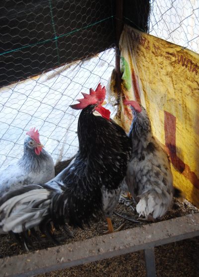 Black Modlet Ligorin Kuluçkalık Yumurta