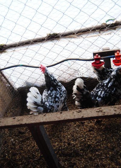 Black Modlet Ligorin Kuluçkalık Yumurta