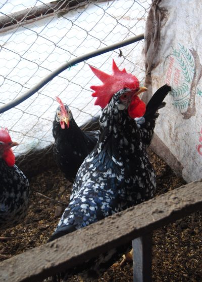 Black Modlet Ligorin Kuluçkalık Yumurta