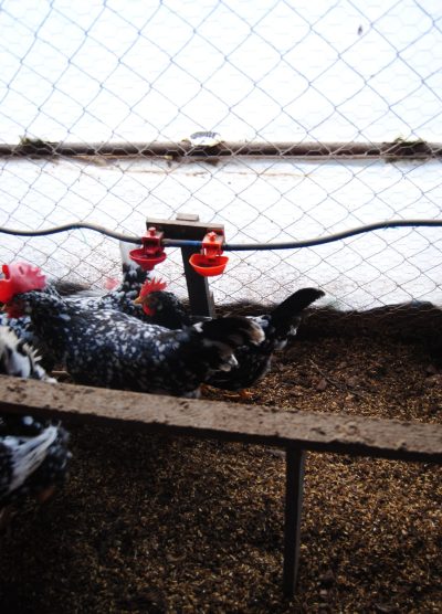 Black Modlet Ligorin Kuluçkalık Yumurta