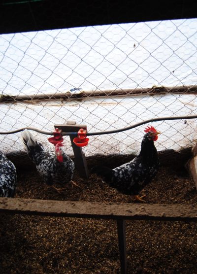 Black Modlet Ligorin Kuluçkalık Yumurta