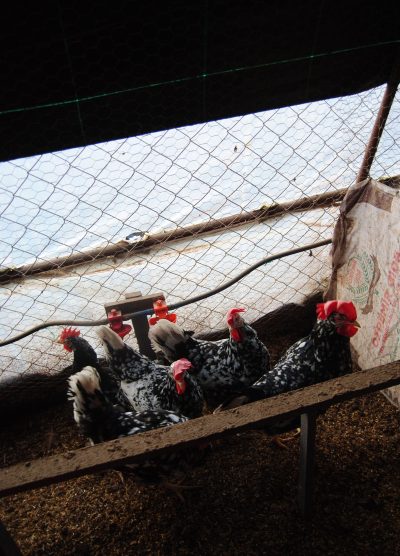 Black Modlet Ligorin Kuluçkalık Yumurta