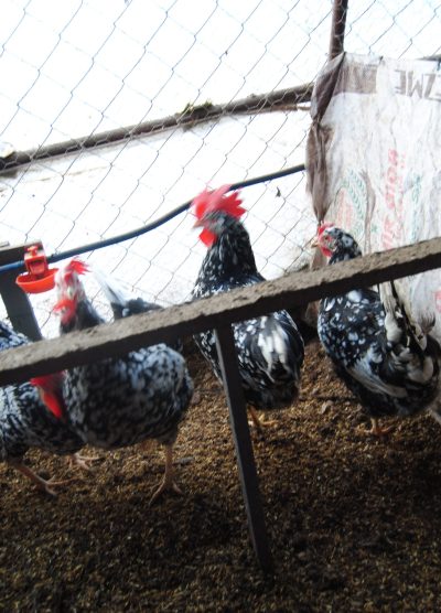 Black Modlet Ligorin Kuluçkalık Yumurta