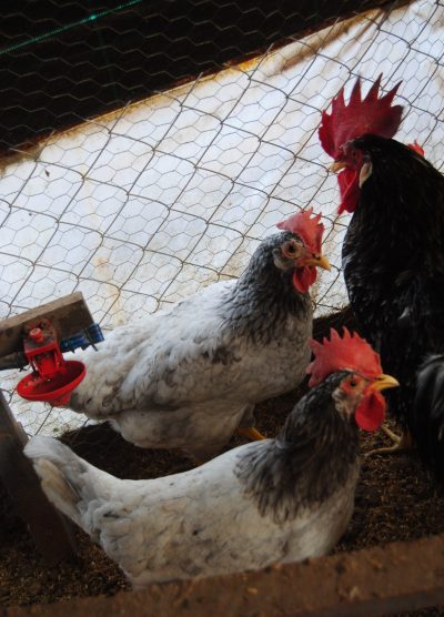 Black Modlet Ligorin Kuluçkalık Yumurta