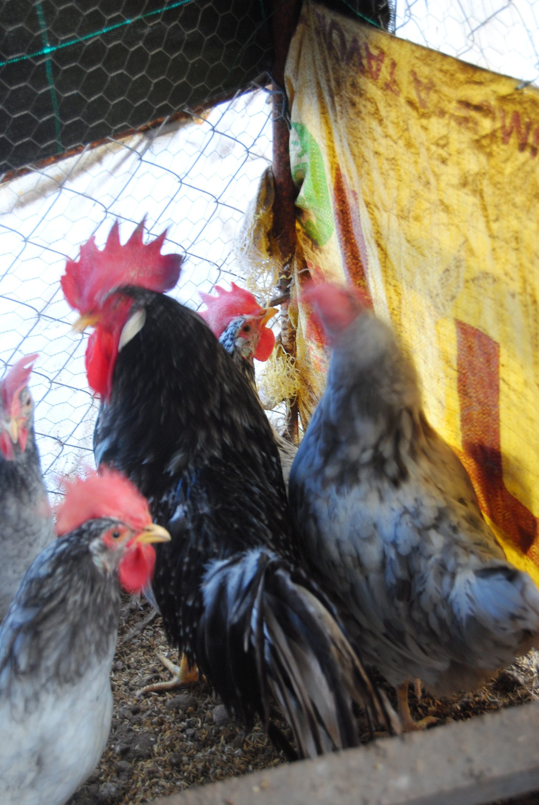 Black Modled Ligorin Tavuk Özellikleri İstanbul Süs TAVUKLARI Black Modlet Ligorin Kuluçkalık Yumurta