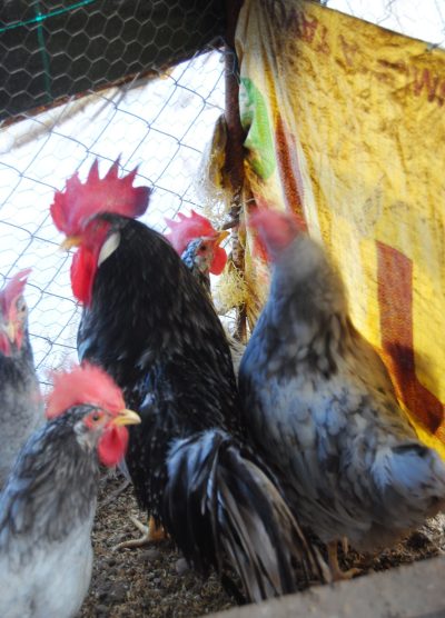 Black Modlet Ligorin Kuluçkalık Yumurta