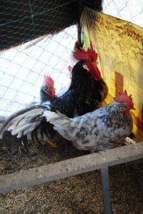 BLACK MODLED LİGORİN