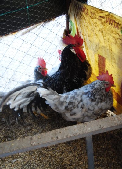 Black Modlet Ligorin Kuluçkalık Yumurta