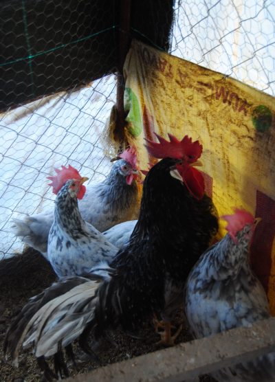 Black Modlet Ligorin Kuluçkalık Yumurta