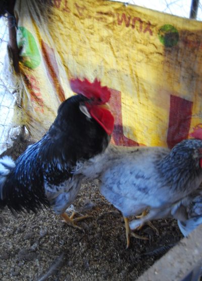 Black Modlet Ligorin Kuluçkalık Yumurta