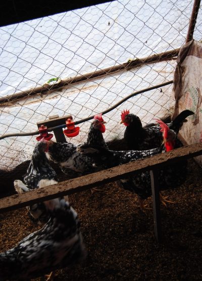 Black Modlet Ligorin Kuluçkalık Yumurta