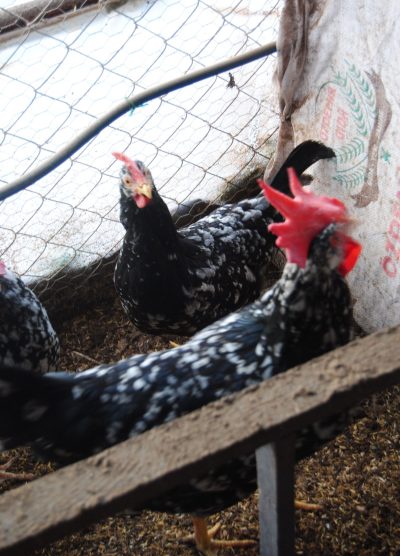 Black Modlet Ligorin Kuluçkalık Yumurta