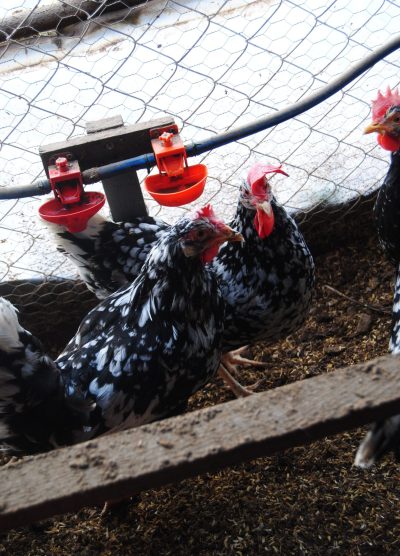 Black Modlet Ligorin Kuluçkalık Yumurta