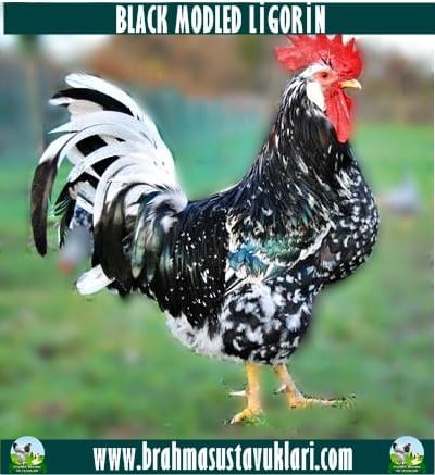 Black Modlet Ligorin Kuluçkalık Yumurta