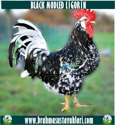 Black Modled Ligorin Tavuk Özellikleri İstanbul Süs TAVUKLARI Black Modled Ligorin Kuluçkalık Yumurta