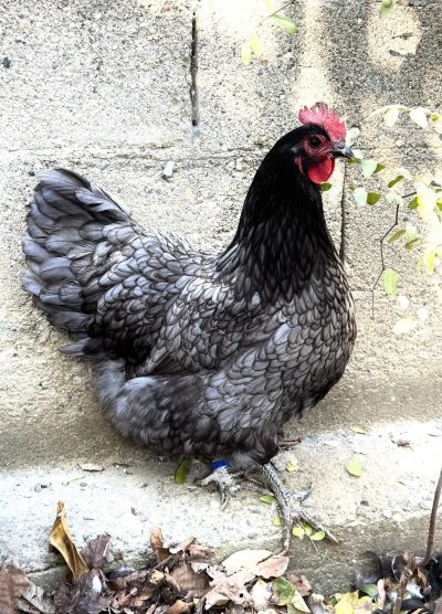 Blue Australop Kuluçkalık Yumurta