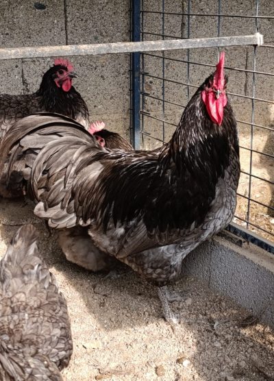 Blue Australop Kuluçkalık Yumurta