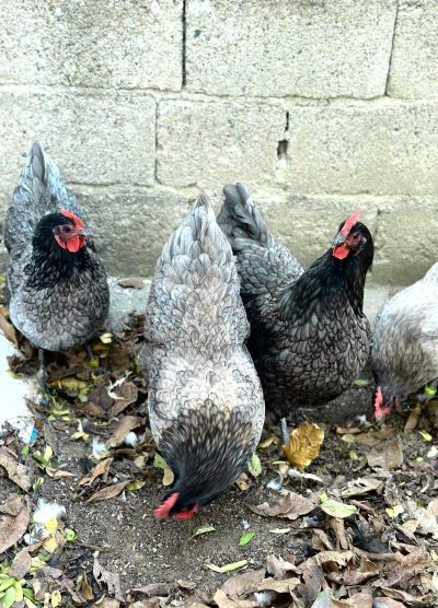 Blue Australop Kuluçkalık Yumurta