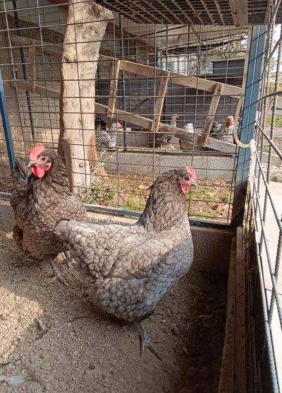 Blue Australop Kuluçkalık Yumurta